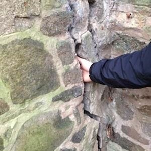 Image showing tree damage to ancient abbey wall on Abbey Park