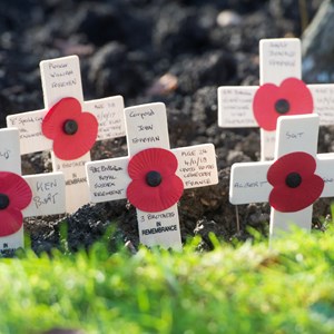Poppies and wooden crosses
