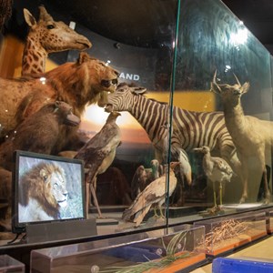 Animals at museum