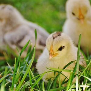 chicks