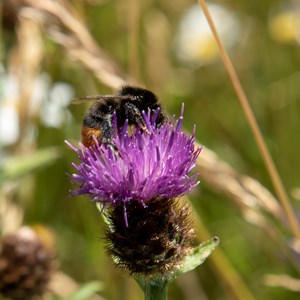 a bee on a flower