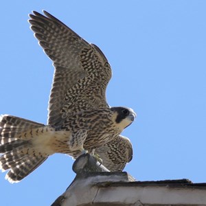 Picture of Peregrine falcon
