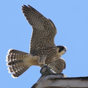 peregrine