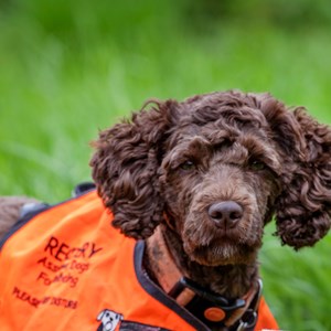 Recovery Assistance Dog Chocci