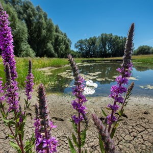 Butterfly at Ellis Meadows: picture credit: Ian Davis