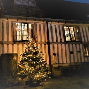 Guildhall tree