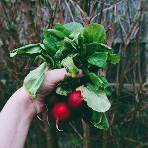 radish plant