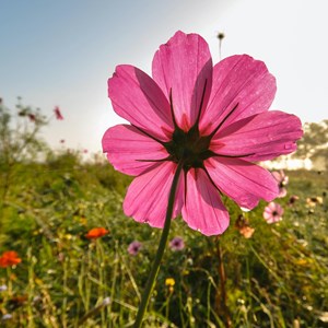 Wildflowers