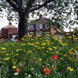 Wildflowers in street