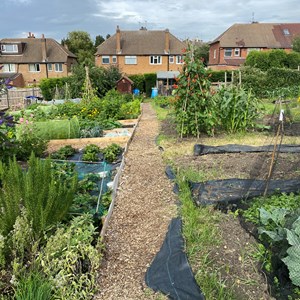 Evington's Hilltop Allotments. Picture credit: Ben Woods