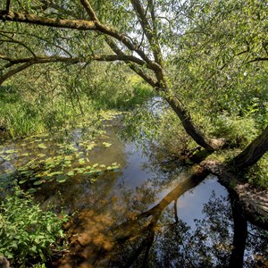 Aylestone Meadows