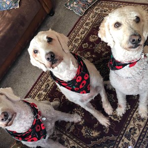 Three dogs wearing poppy cravats