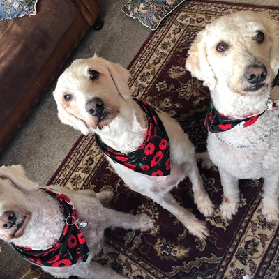 Three dogs wearing poppy cravats