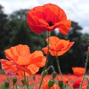 Poppies in a field