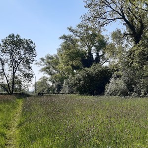 View of Goss Meadows