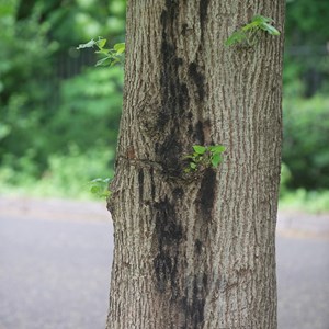 Lime tree infected with Phytophthora