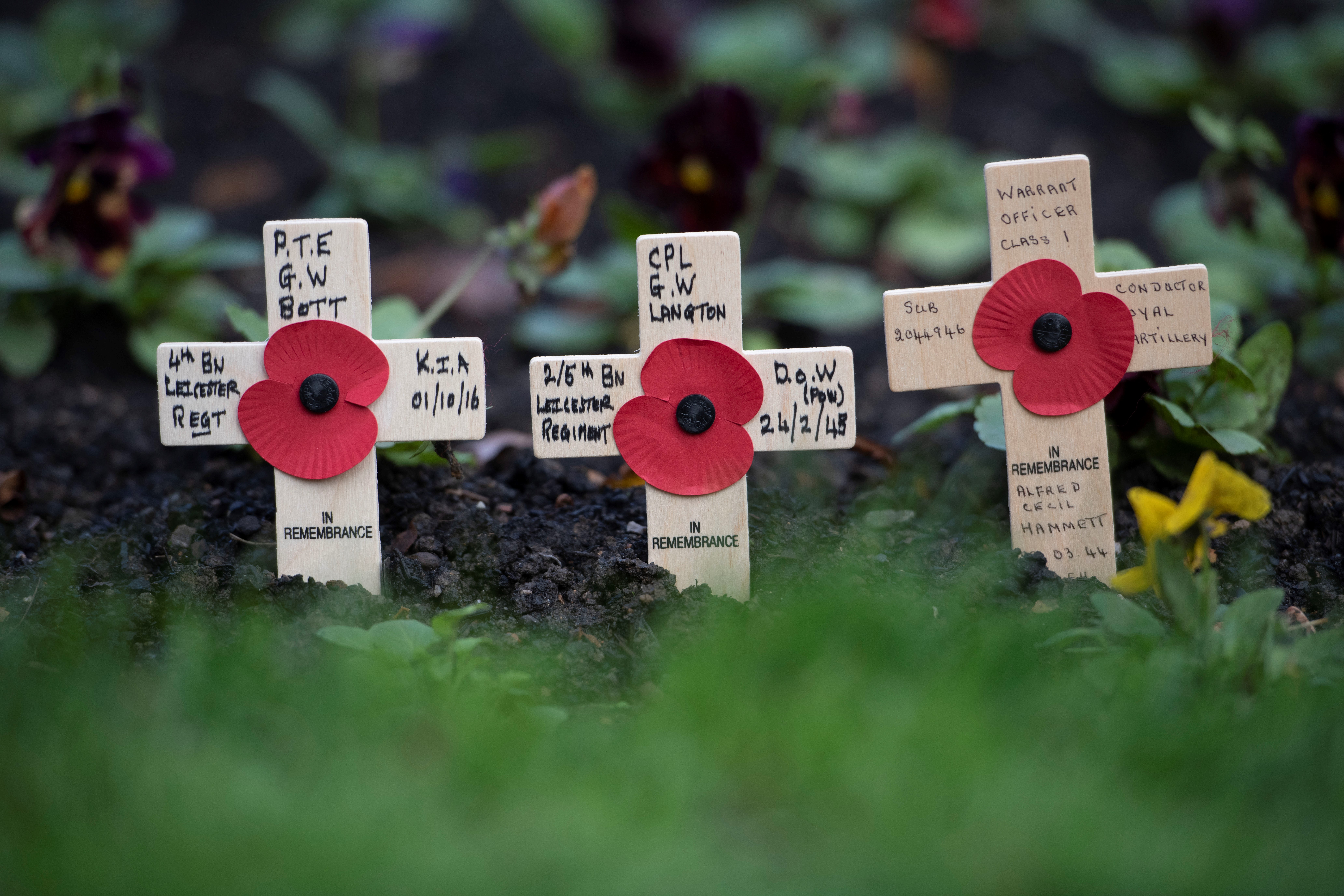Poppies and memorial crosses