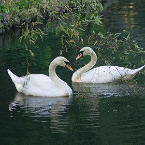 swans