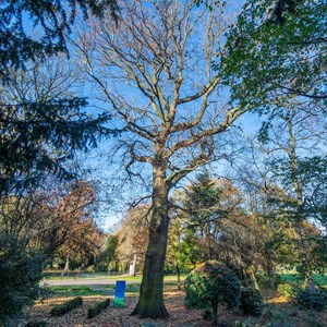 Oak tree planted in 1882 to mark the opening of Abbey Park