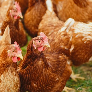 chickens