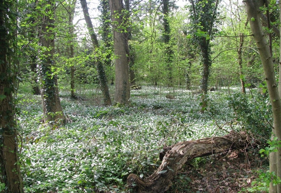Wood anemones at Knighton Spinney