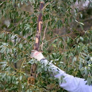 A eucalyptus tree is planted as part of The Queen's Green Canopy project