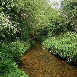Saffron Brook