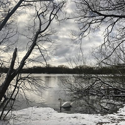 Icy lake with a swan