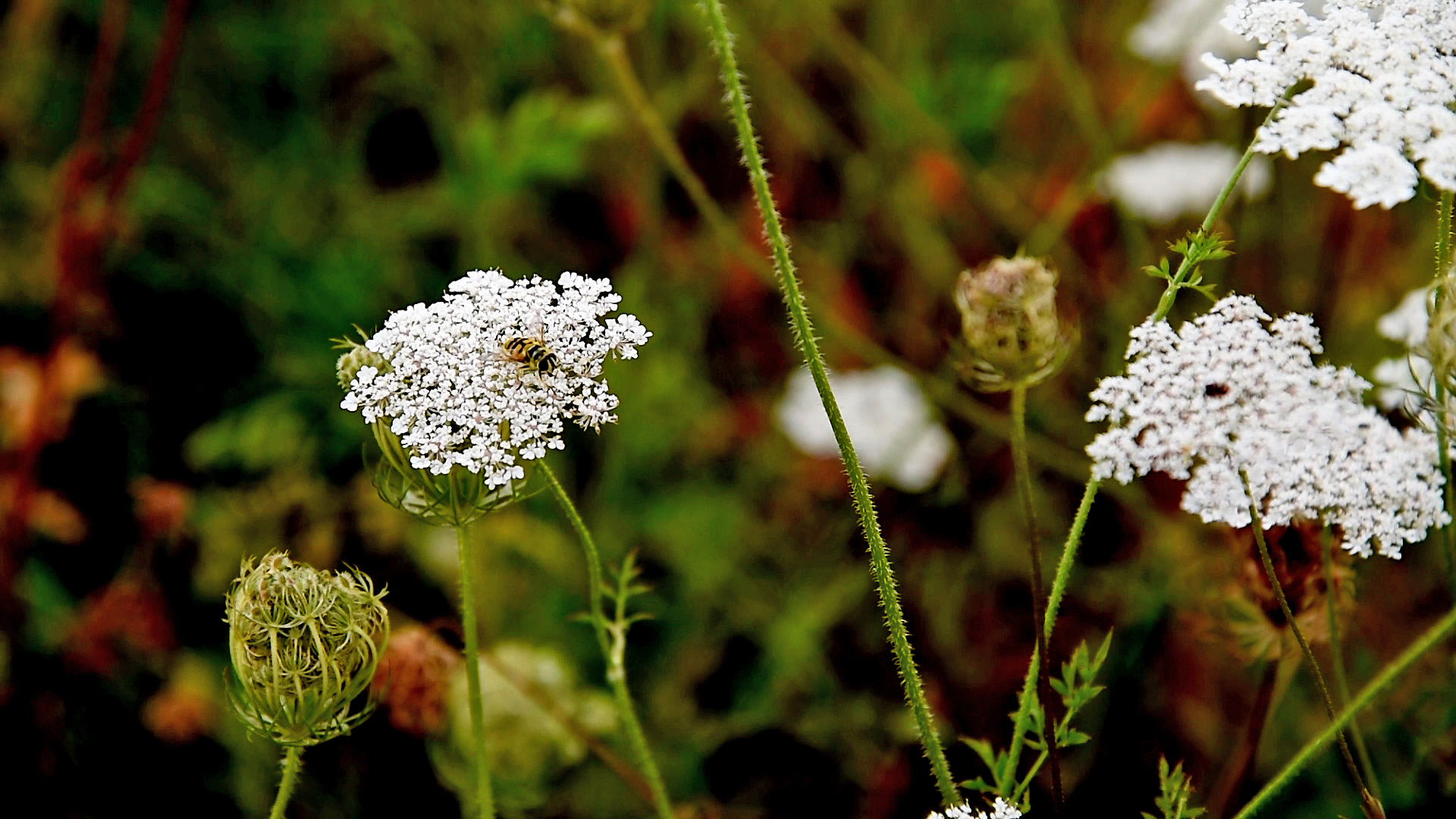 Grassland