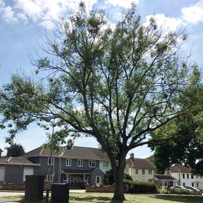 A large ash tree on a suburban street