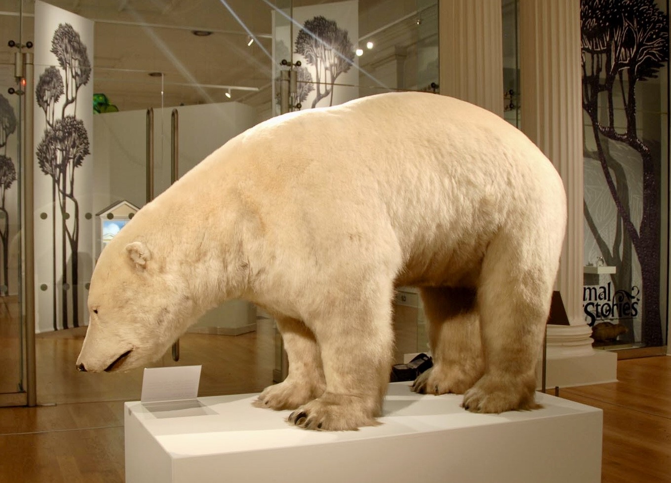 Peppy the Polar Bear