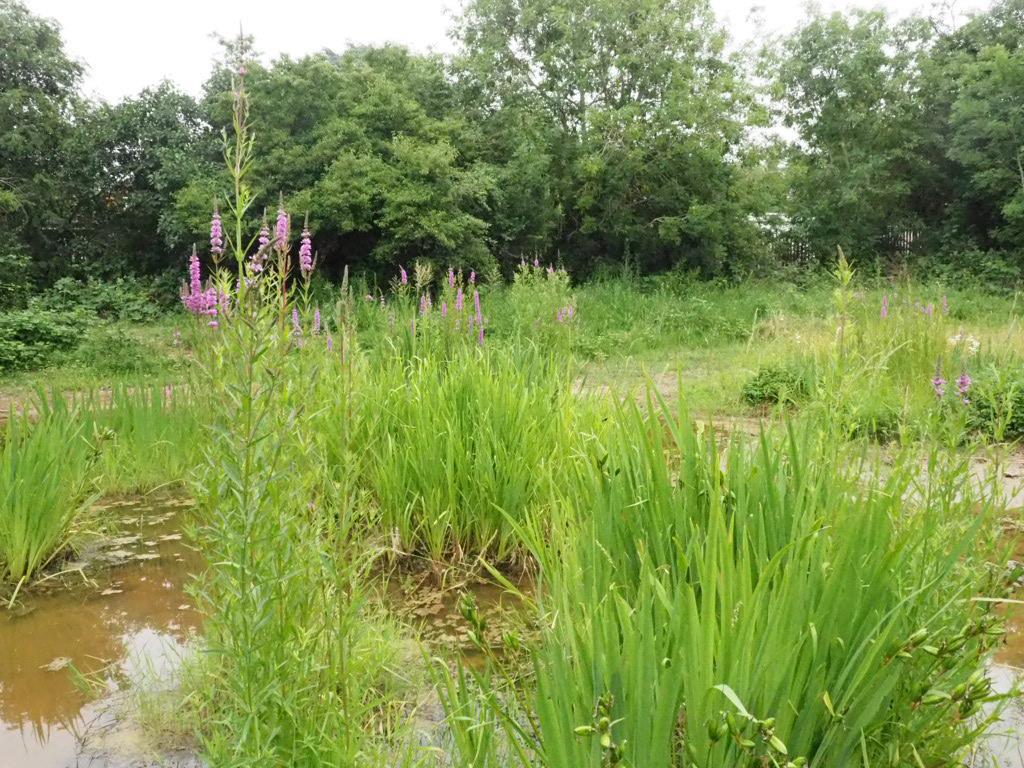 Willow Brook in Leicester