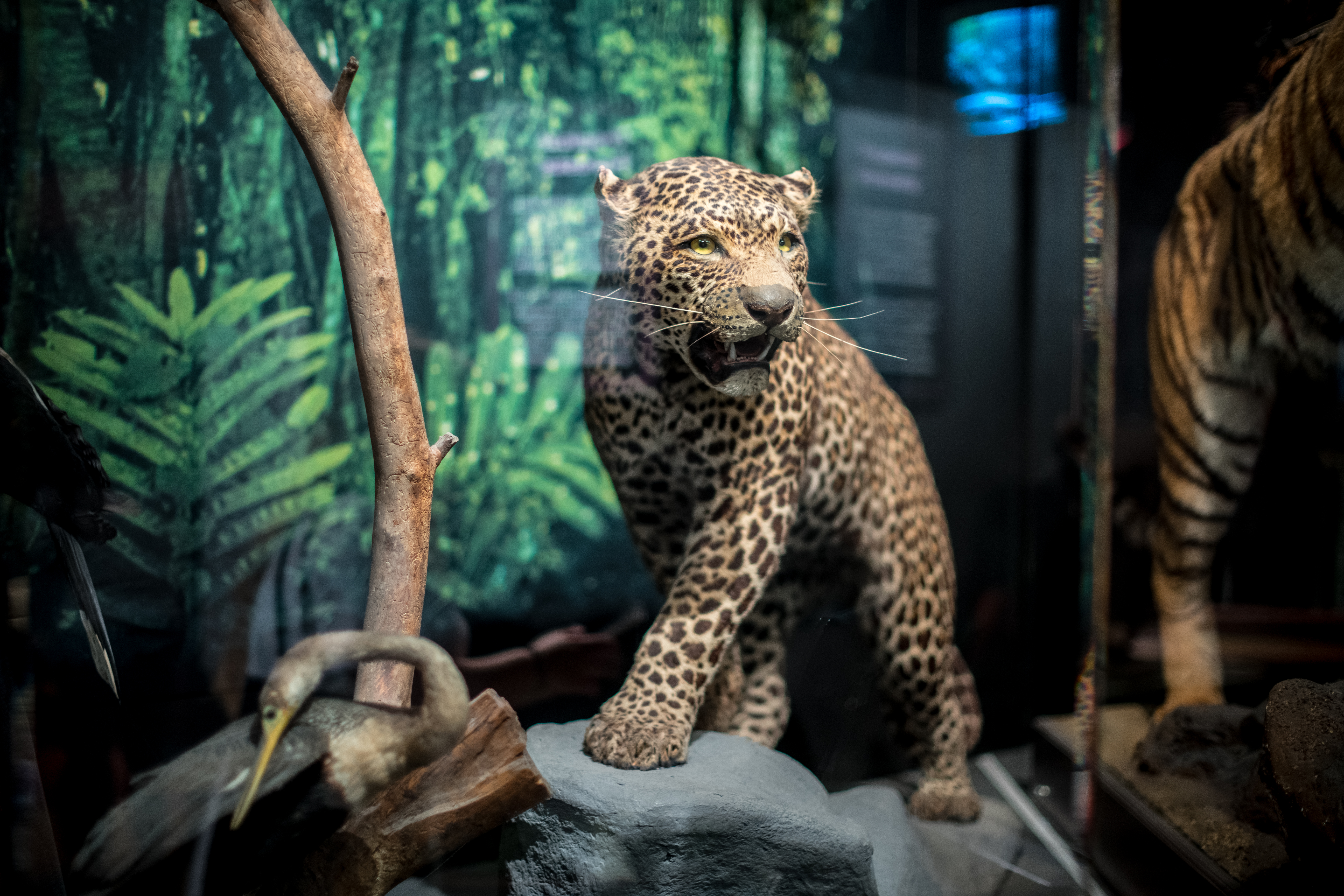 One of the big cats in the Wild Space gallery