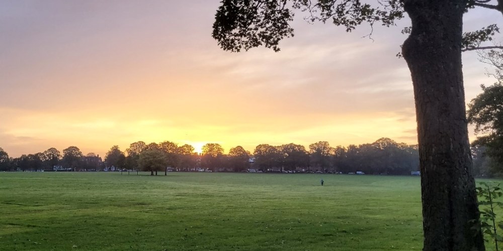 The sun sets over Victoria Park, with a dark tree in the foreground.
