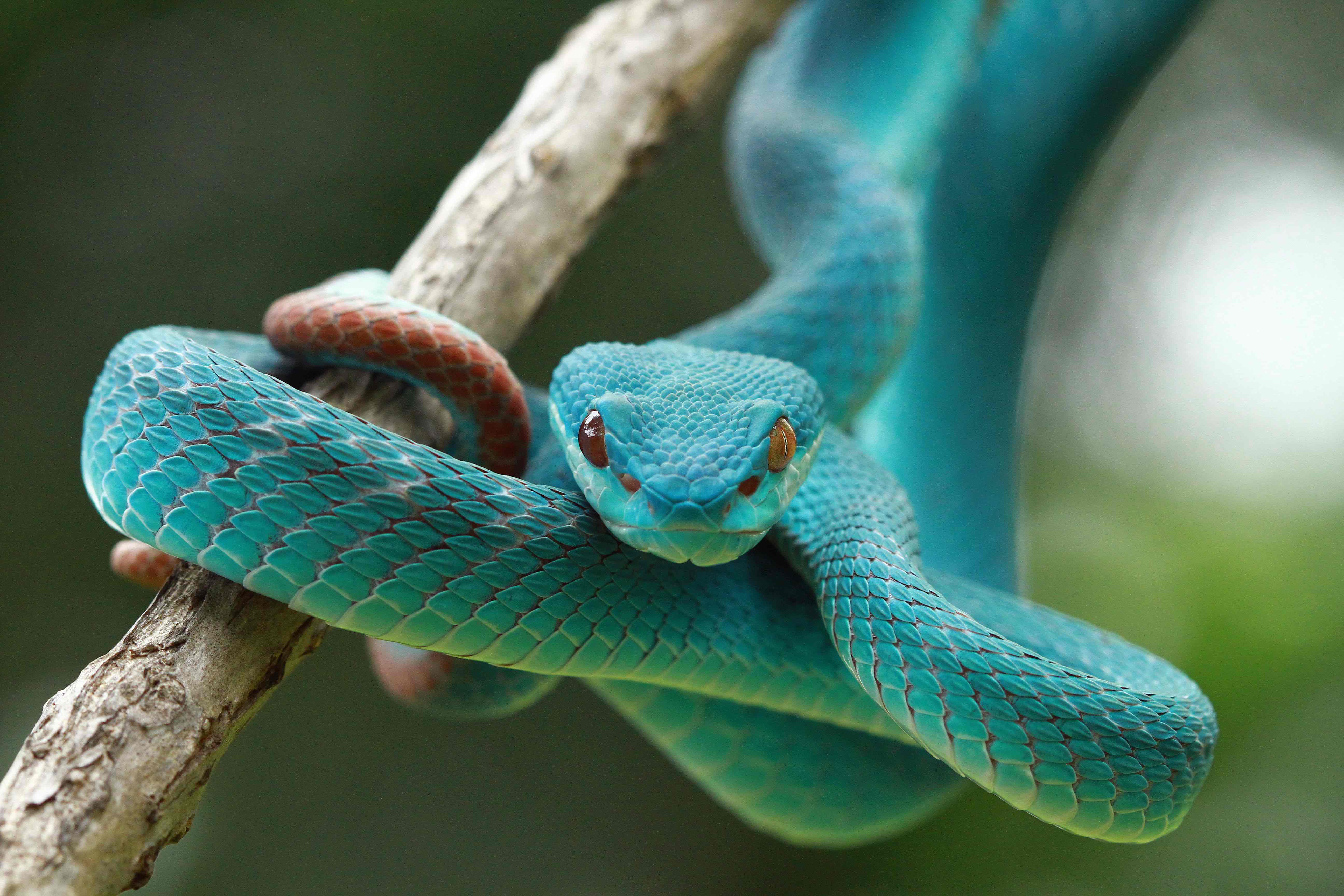 Sunda Island pit viper: photo credit Blue Tokay