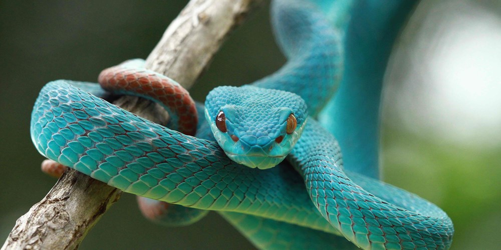 Sunda Island pit viper: photo credit Blue Tokay
