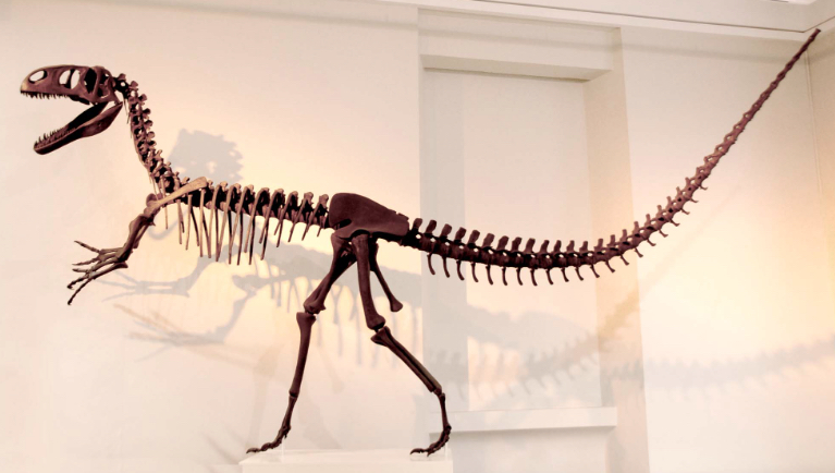 Dinosaur skeleton at Leicester Museum