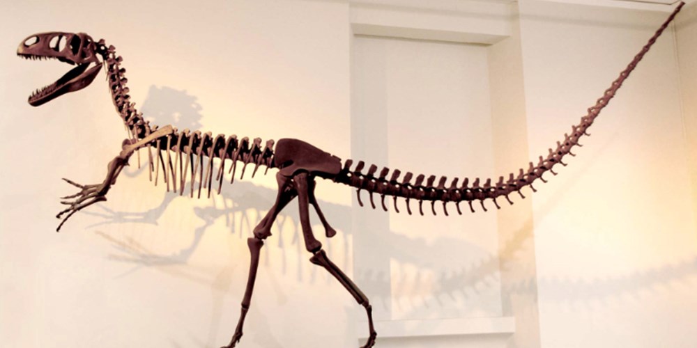 Dinosaur skeleton at Leicester Museum