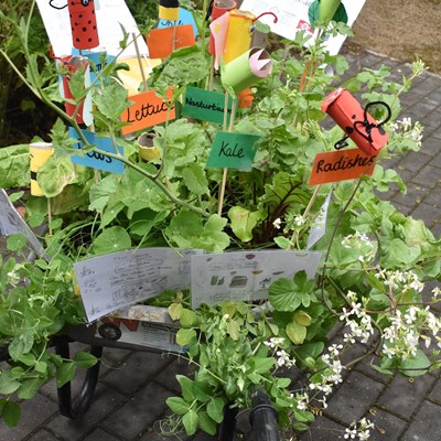 A planted-up mealbarrow from a previous Grow Your Own Grub competition