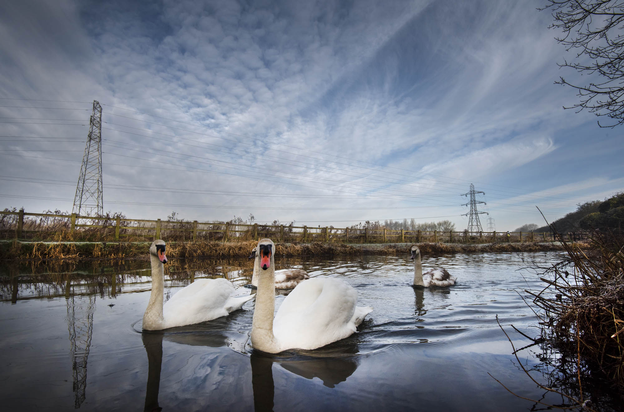 A swan on the River Soar