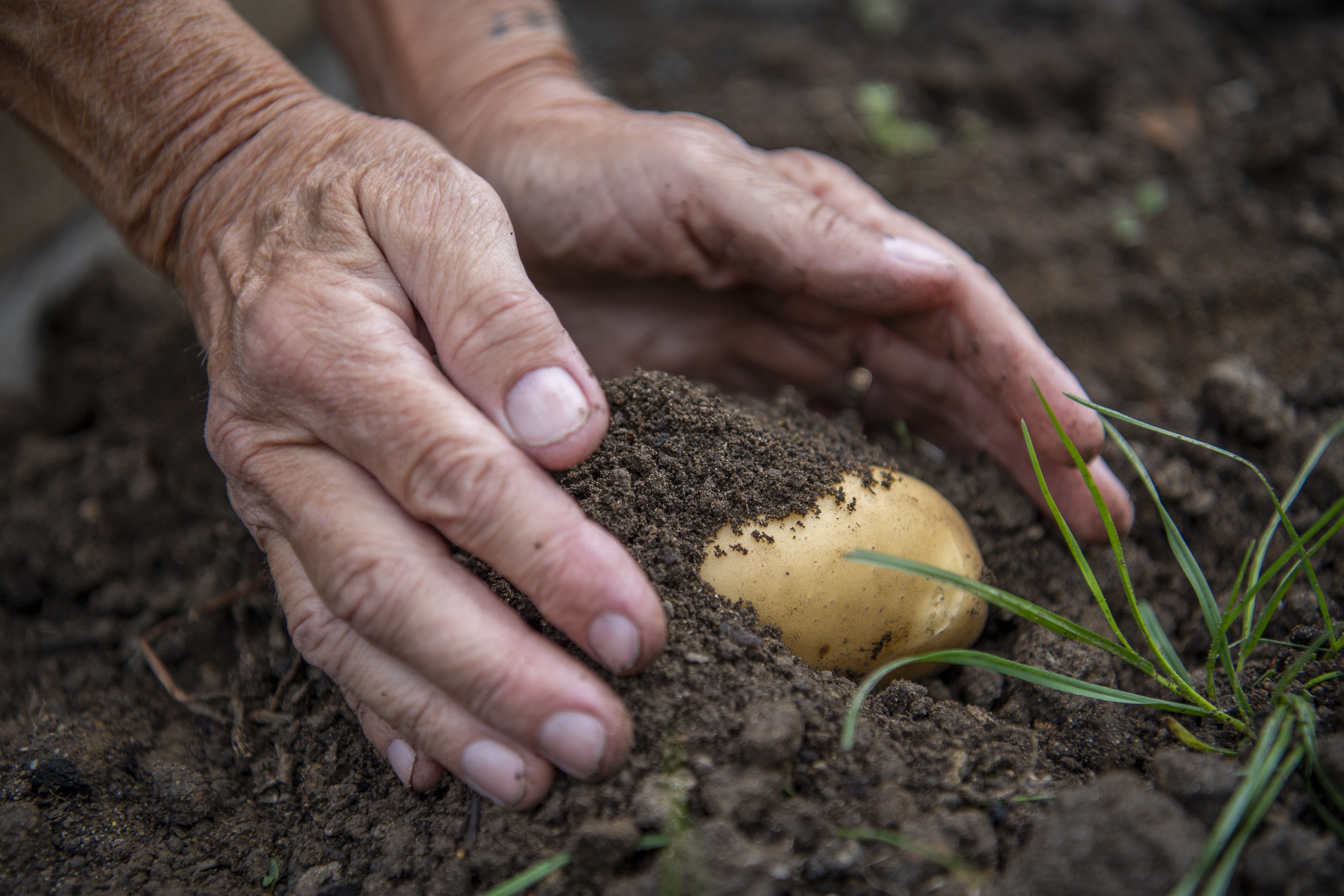 A picture of someone's hands in soil with a homegrown potato