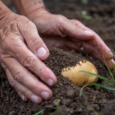 A picture of someone's hands in soil with a homegrown potato