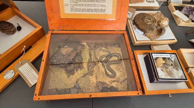 Items from the Cabinet of Curiosity