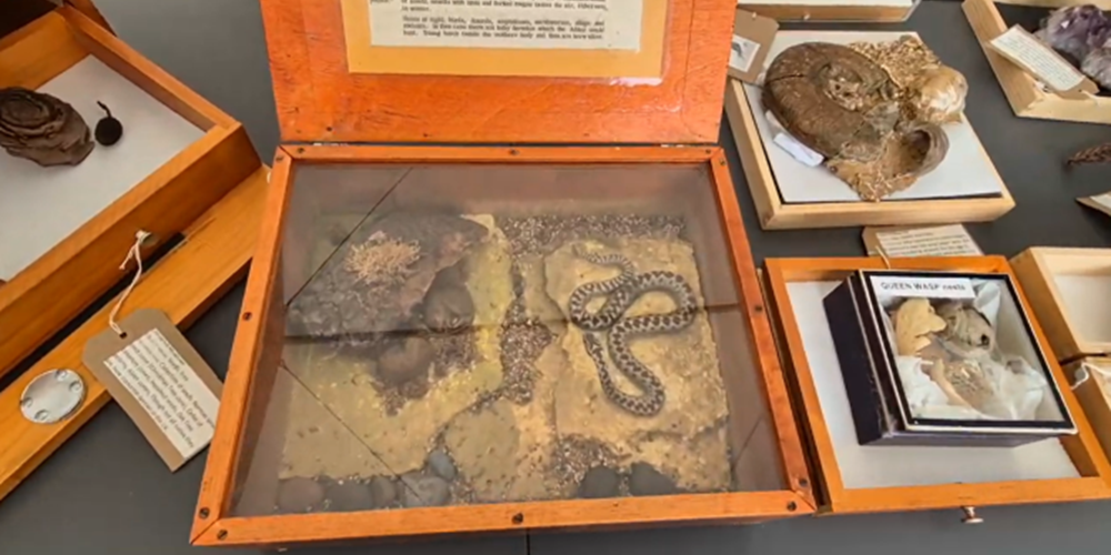 Items from the Cabinet of Curiosity